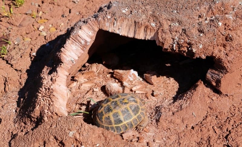 Гипсовое пучение. На берегах соленых озер, как, например, на озере Ащыколь в Жамбылской области Казахстана, встречаются бугры, образованные кристаллизацией гипса. 