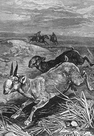 Сайгаки (степные антилопы). Автор гравюры по дереву немецкий художник-анималист Фридрих Шпехт. 1885 г.