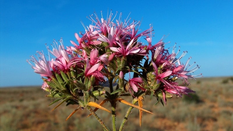 Колючелистник колючий - Acanthophyllum pungens (Bunge) Boiss.