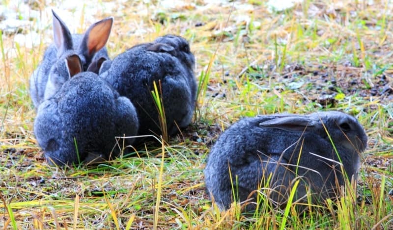 Gray domestic rabbits of the Soviet Chinchilla breed on Lake Rakhmanovskoye. Soviet Chinchilla rabbits are distinguished by their strong build, large size, and thick coat. These breeds are prized for both meat and fur, and are also popular as pets due to their calm disposition. Despite the breed's name, "chinchilla," rabbits are not related to chinchillas; they belong to the order Lagomorpha.
