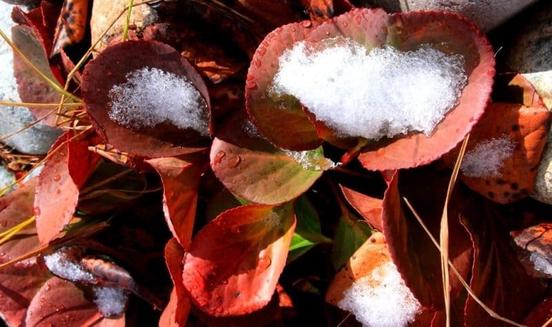 Snow-covered Bergenia leaves.
