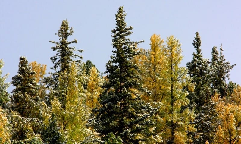 Siberian larch (Larix sibirica) and other conifers in autumn or winter. Siberian larch (Larix sibirica) is a species of conifer that, unlike most conifers, sheds its needles in winter, an adaptation to the harsh climate with temperatures reaching -70°C.