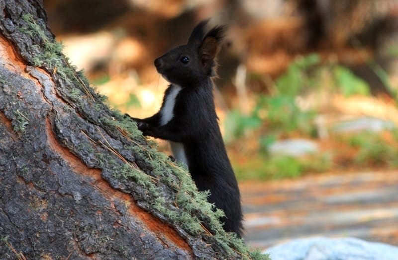 The Eurasian red squirrel (Sciurus vulgaris) near Lake Rakhmanovskoye can have a variety of fur colors, including black, as shown in the photograph. This species of tree squirrel is widespread throughout Eurasia. Squirrels are omnivorous, but primarily feed on plant matter and live in trees. Fur color can range from bright red to dark brown or black.