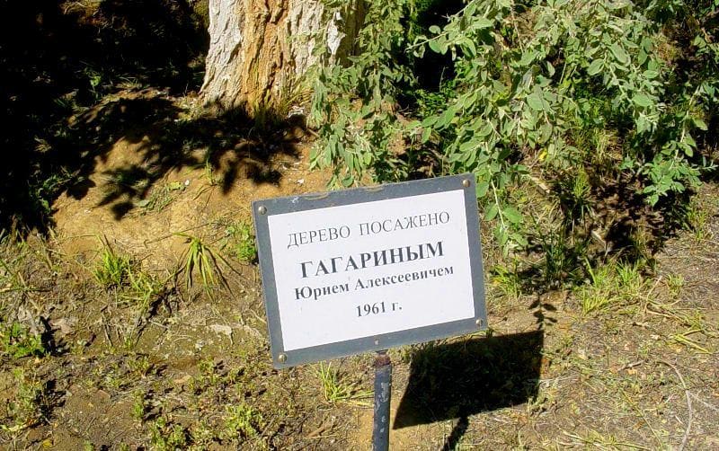 The tree planted by Yu. A. Gagarin on the Avenue of astronauts at “Kosmonavt” hotel. Alexander Petrov photo.