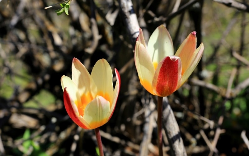 Tulipa berkariensis.