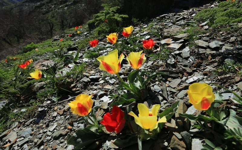 Tulipa Greigii.