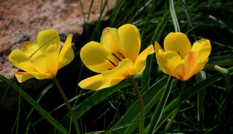 Tulipa Lemmersii.