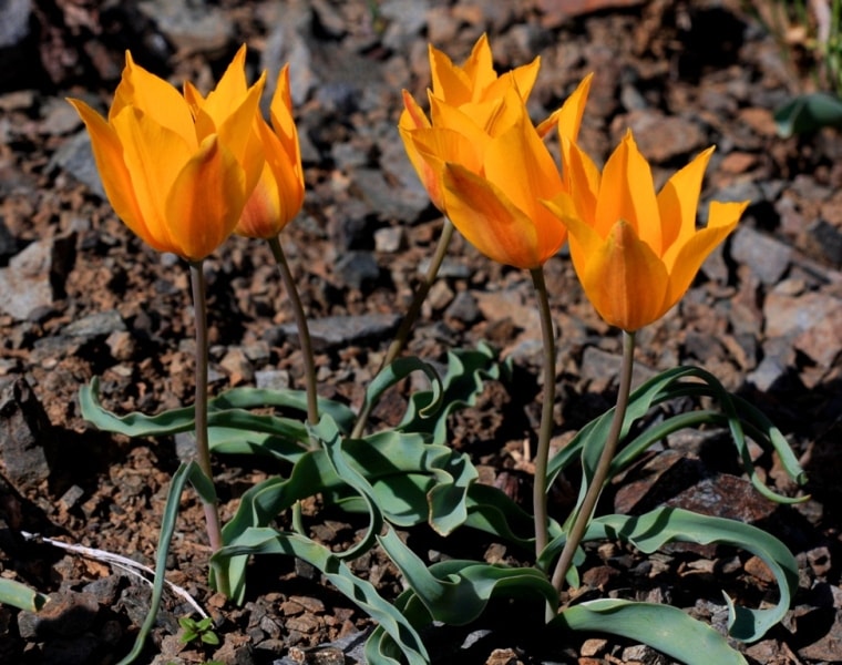 Tulipa Оstrowskiana.