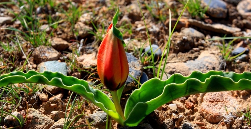 Tulipa Borszczowii.