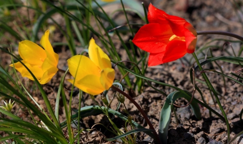 Tulipa Оstrowskiana.