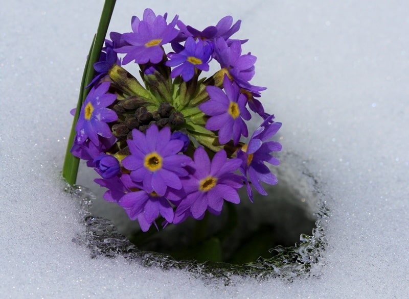 Первоцвет холодный (Primula algida).