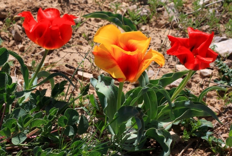 Tulipa Greigii.