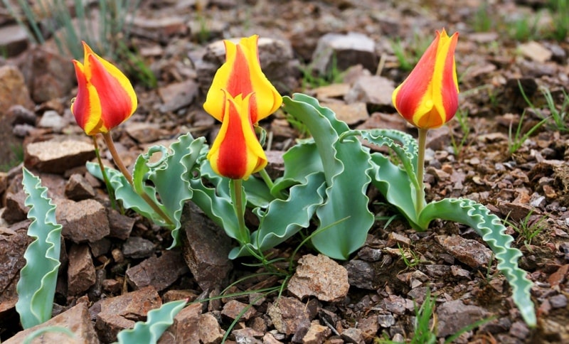 Tulipa alberti Regel.