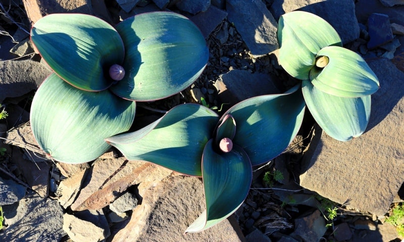 Лук Каратавский (Allium karataviense Regel).