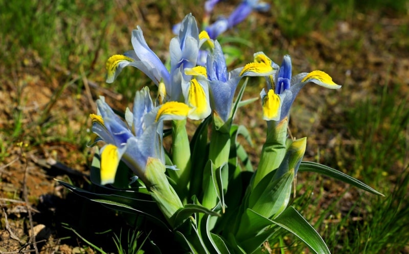 Юнона орхидная (Juno orchioides).