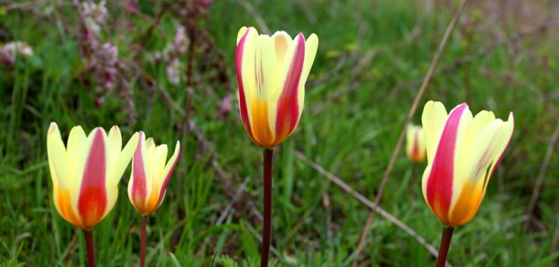 Tulipa berkariensis.