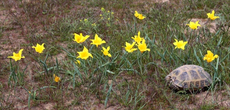 Тюльпан Колпаковского (Tulipa Kolpokovskiana regel).