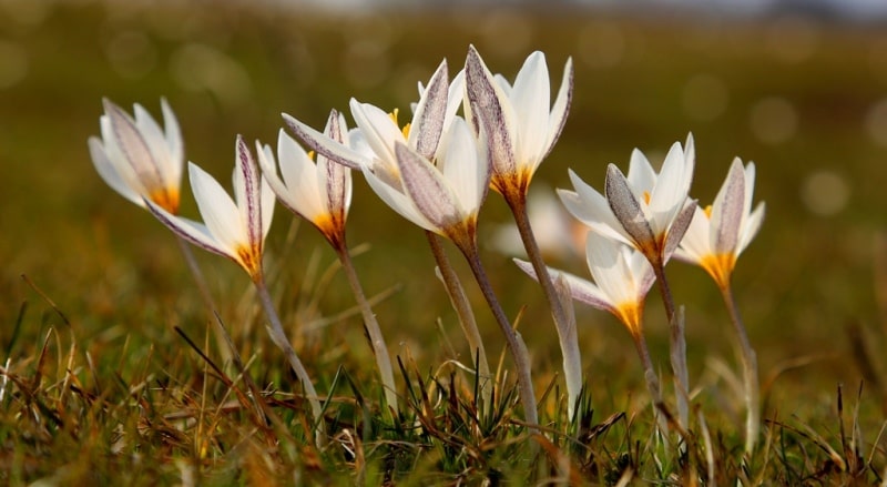 Крокусы (Crocus alatavicus Regel et Semen). 