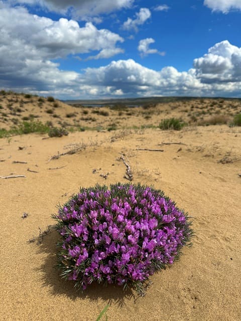 Остролодка колючая (Oxytropis aciphylla). Кулуджинские пески. Окрестности Бухтарминского моста на одноименном водохранилище. Восточно-Казахстанская область.
