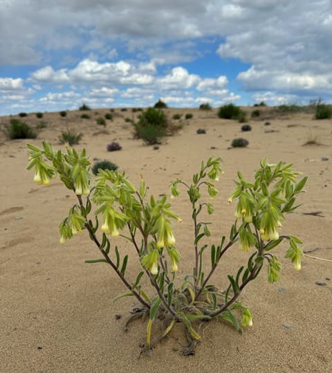 Оносма зауральская (Onosma transrhymnensis). Кулуджинские пески. Окрестности Бухтарминского моста на одноименном водохранилище. Восточно-Казахстанская область.