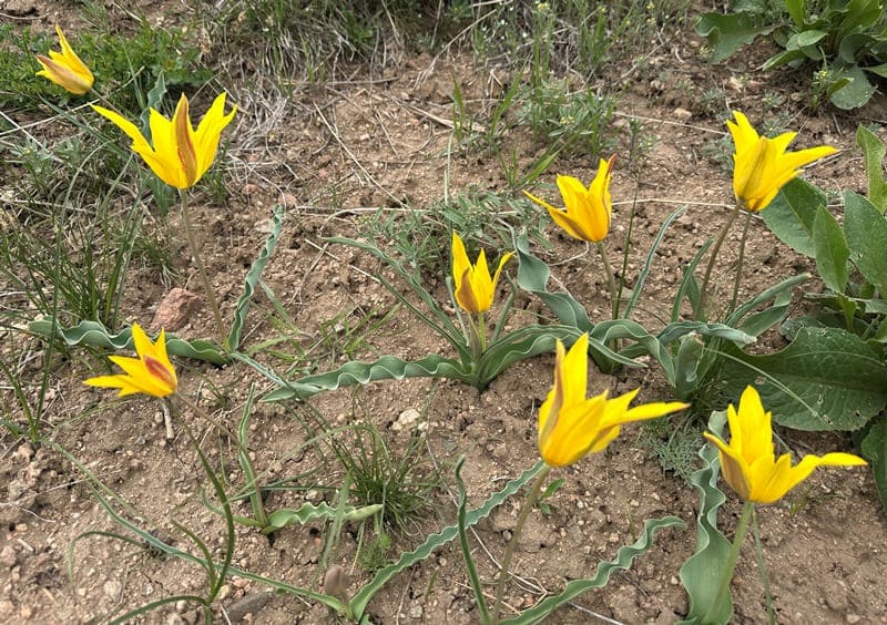 Тюльпаны Островского (Tulipa ostrowskiana). Каскеленское ущелье. Иле-Алатауский природный парк. Алматинская область.