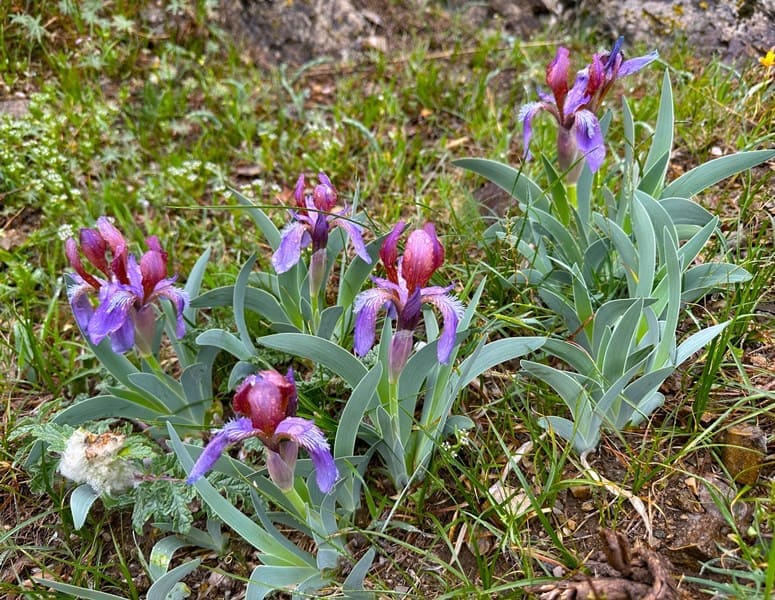 Ирис железистый (Iris glandulosa). Горы Кулактау. Алматинская область.