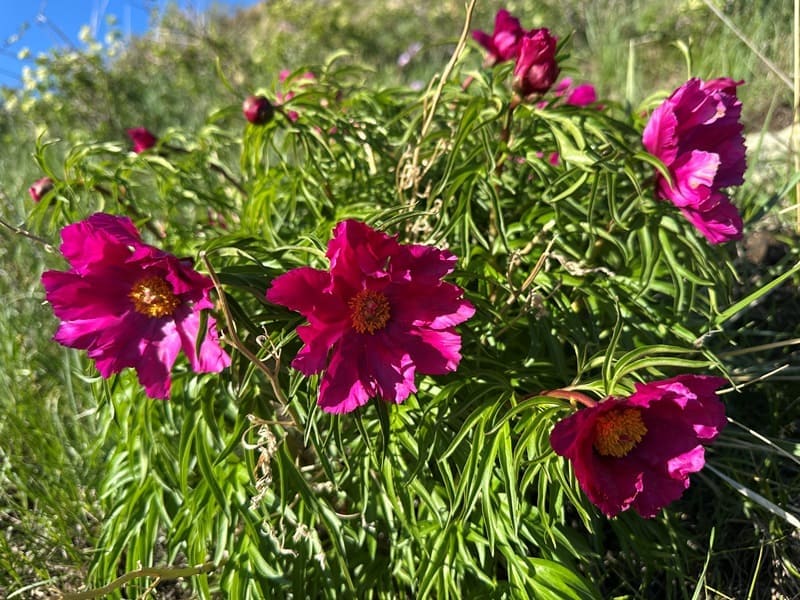 Пион средний (Paeonia intermedia). Северный склон хребта Алтын-Емель. Область Жетысу.