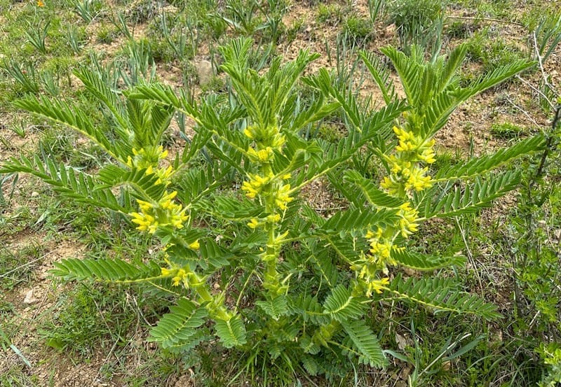 Астрагал Сиверса (Astragalus sieversianus. Каскеленское ущелье. Иле-Алатауский природный парк. Алматинская область.