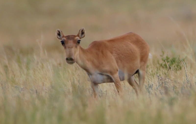 Saigas in the central part of the Kostanay Region.