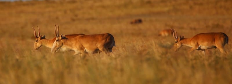 Saigas in the vicinity of the intermittent (drying) Terekti riverbed, Kostanay Region.