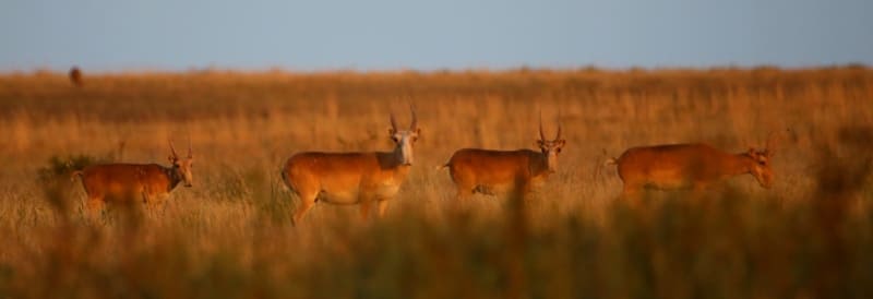 Saigas in the vicinity of the Kabyrga River, Kostanay Region.