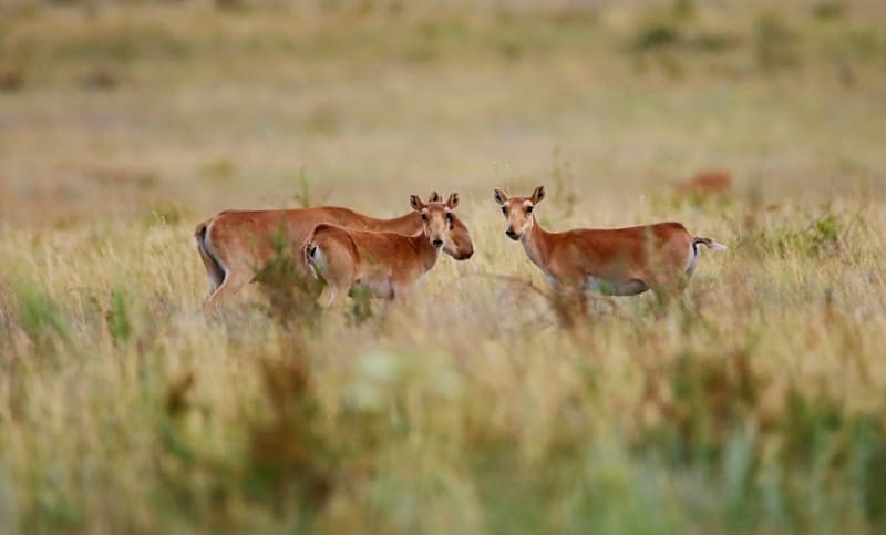 Saigas near the Olkayak River, Aktobe Region.