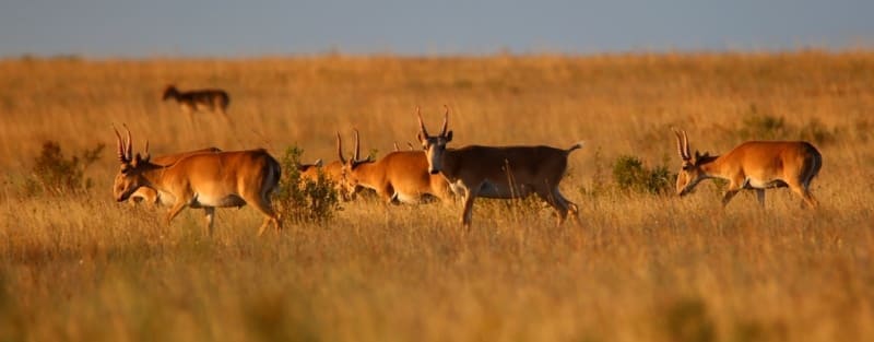 Saigas in the vicinity of the Ubagan River, Kostanay Region.