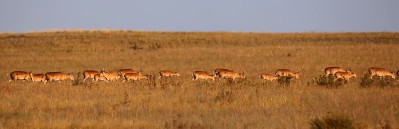 Saigas in the central part of the Kostanay Region. 08 Saiga antelopes by the Olkayak River. Aktobe Region.