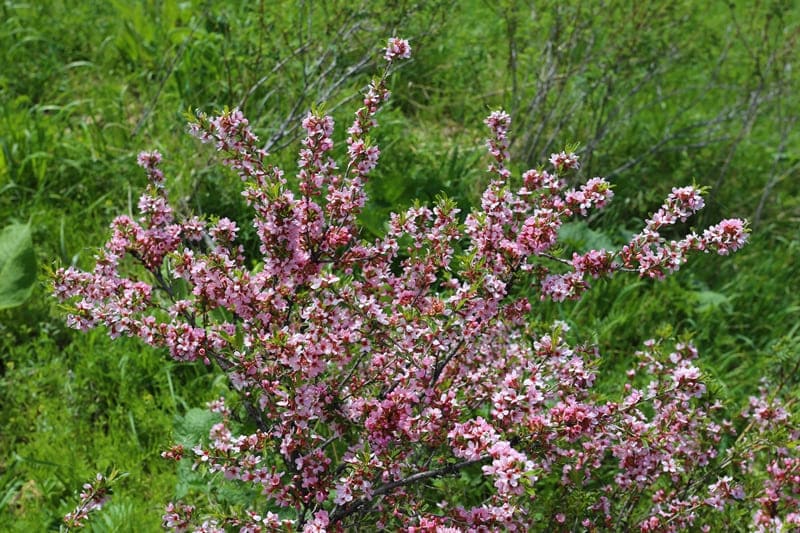 Prickly almond (Amygdalus spinosissima Bunge) (family Rosaceae).