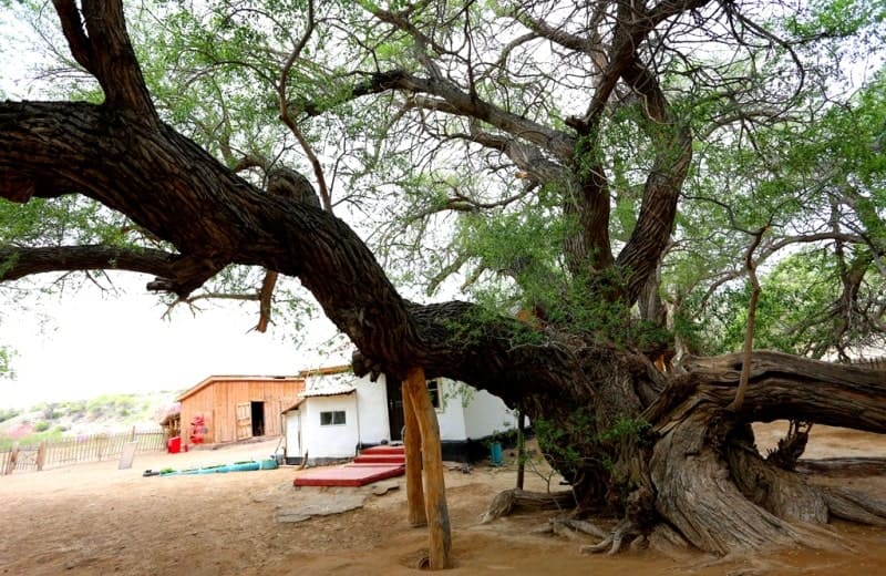 A giant willow, 20 meters tall and with a trunk circumference of 15 meters.