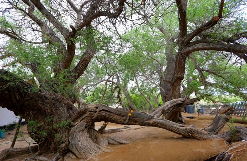 This ancient and unique specimen of a tree that has reached its venerable age deserves protection from an aesthetic, scientific and environmental point of view.