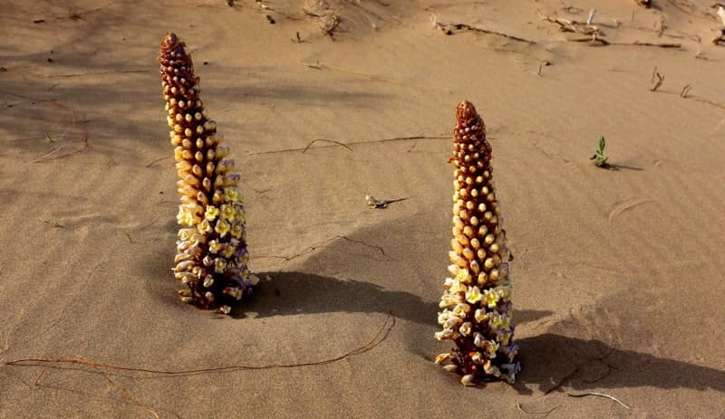 Cistanche salsa is a perennial parasitic plant of the Orobanche family, common in the deserts and steppes of Kazakhstan and Asia. It contains no chlorophyll and parasitizes the roots of saxaul and other plants. It is known in folk medicine as a tonic that improves kidney function, increases endurance, and helps with constipation.