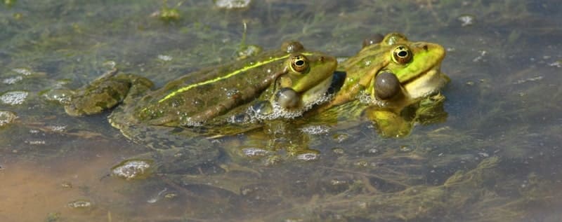 Озёрная лягушка (Pelophylax ridibundus).