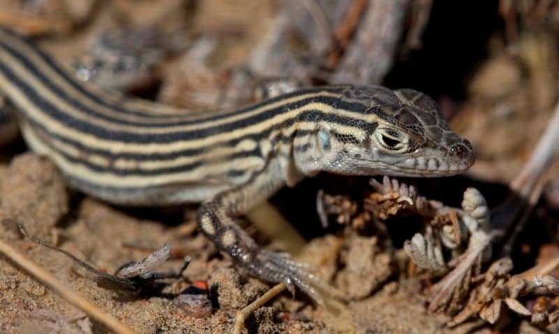 Линейчатая ящурка (Eremias lineolata) (Nikolsky, 1896), Striped Racerunner, ұзынжолақты кесірт.