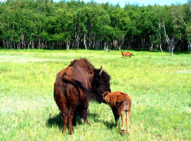 Бизон, или американский бизон (Bison bison).