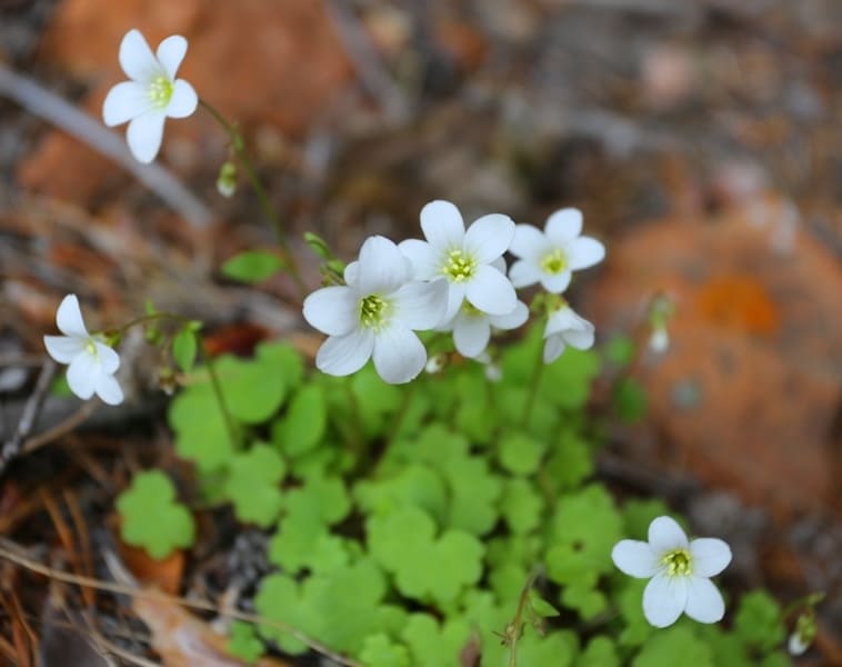 Камнеломка зернистая (Saxifraga granulata).
