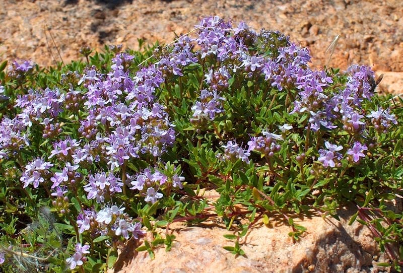 Тимьян паннонский (Thymus pannonicus).