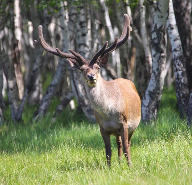 Маралы (Cervus elaphus) в Каркаралинском парке.