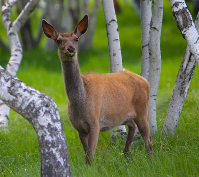 Маралы (Cervus elaphus) в Каркаралинском парке.