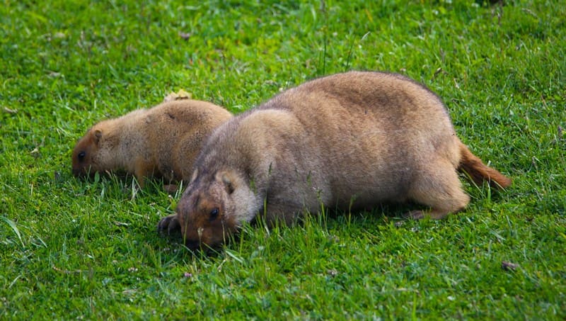 Байбак, обыкновенный степной сурок (Marmota boba). Bobak marmot. Байбак. Каркаралинский природный парк.