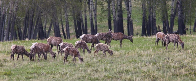 Маралы (Cervus elaphus) в Каркаралинском парке.