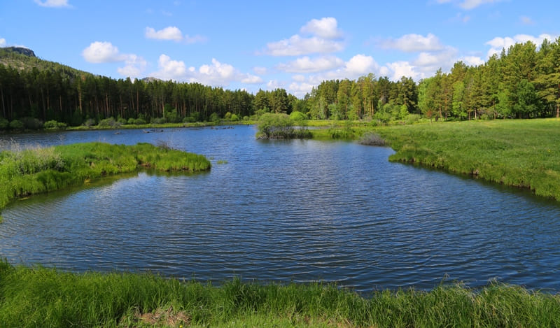 Окрестности озера Комисаровского представляют собой типичный пример смешанных лесов Каркаралы.