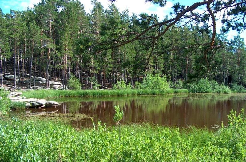 Озеро Шайтанколь прячется среди прибрежных сосен.