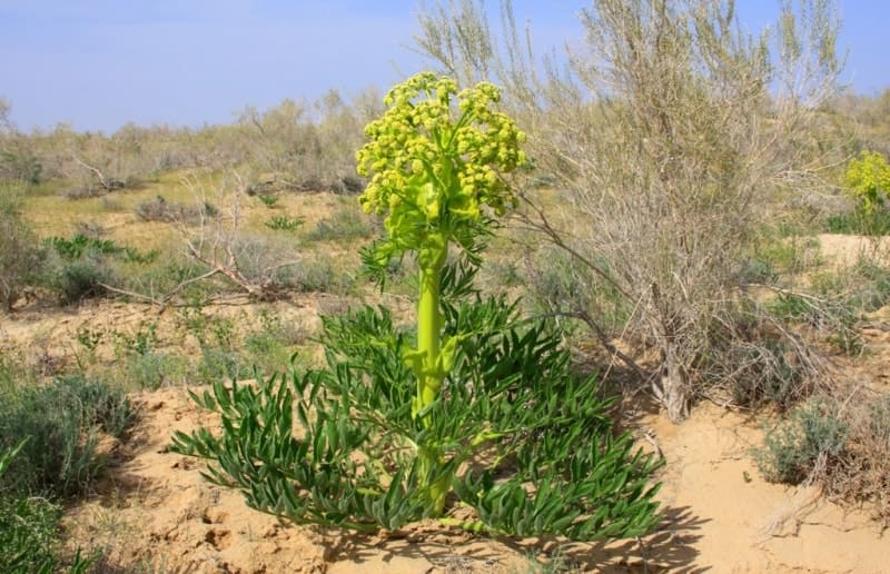 Ferula is a genus of flowering plants of the Umbelliferae family. The Latin name of the genus comes from the Latin ferula - vine, rod, branch; dry stems of plants were used in ancient and medieval schools to punish students.